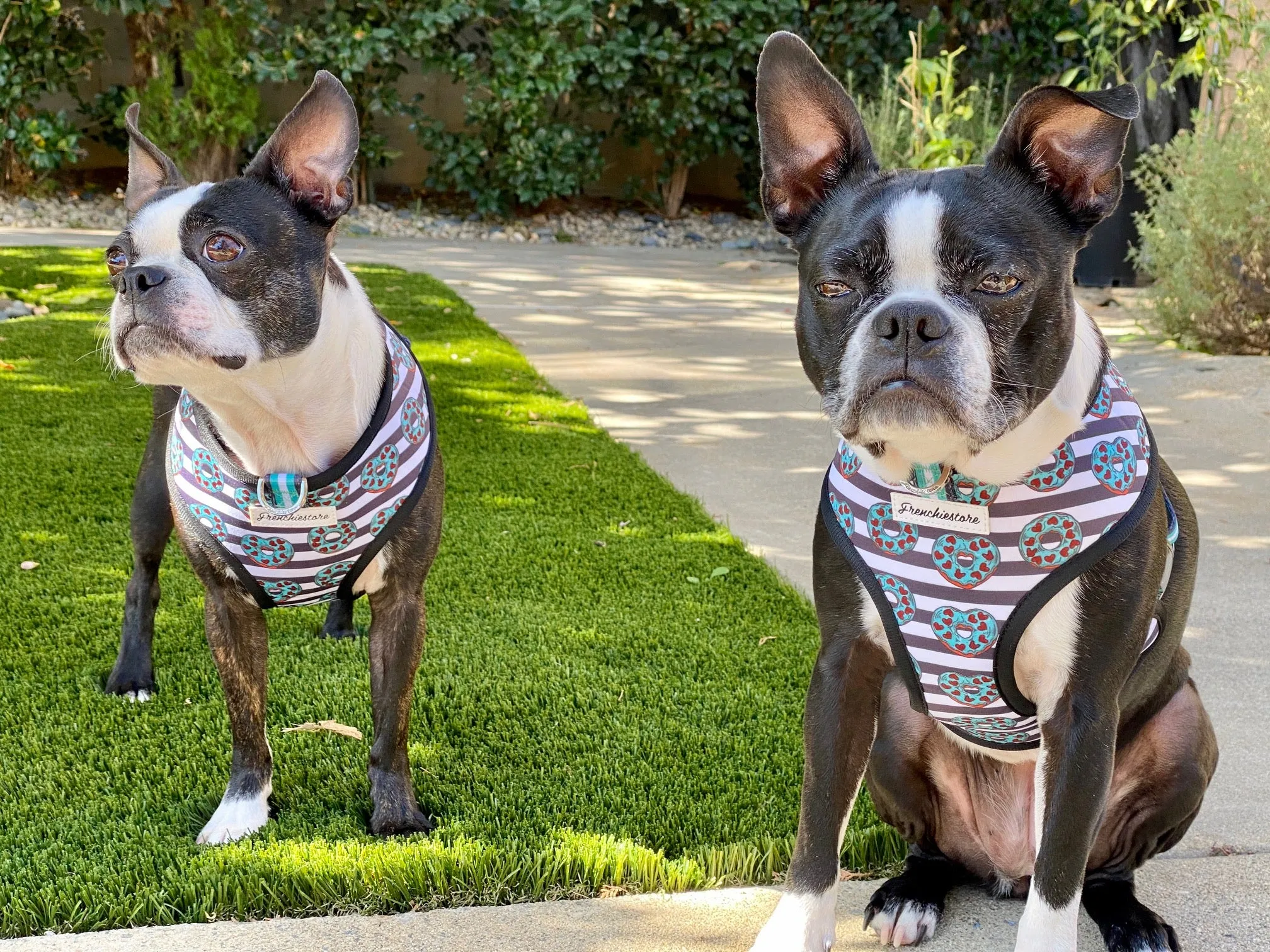 Frenchiestore Reversible Dog Health Harness | Frenchie Love