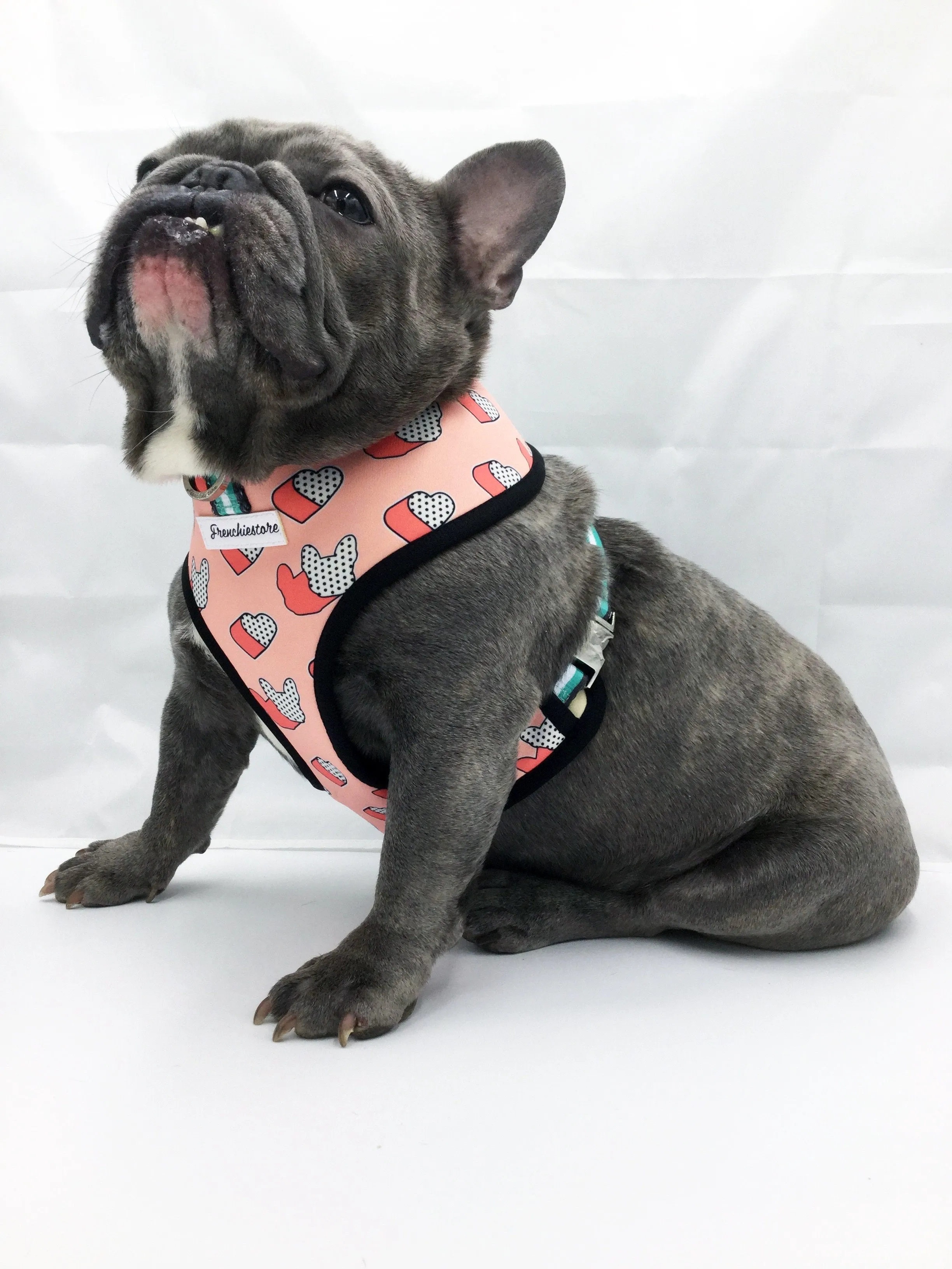 Frenchiestore Reversible Dog Health Harness | Frenchie Love